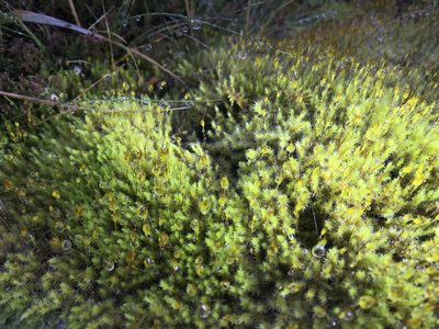 Niphotrichum ericoides, photographed by Andrew Melton