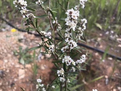 Taxandria linearifolia, photographed by Ann Bentley
