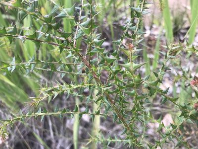 Acacia divergens, photographed by Ann Bentley
