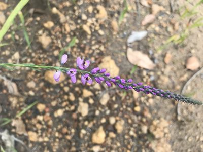 Comesperma virgatum, photographed by Ann Bentley