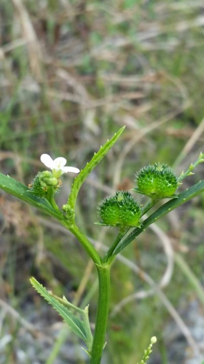 Caperonia castaneifolia, photographed by Jay Horn