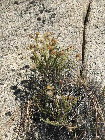 Ericameria martirensis, photographed by Sula Vanderplank