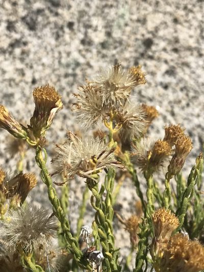 Ericameria martirensis, photographed by Sula Vanderplank