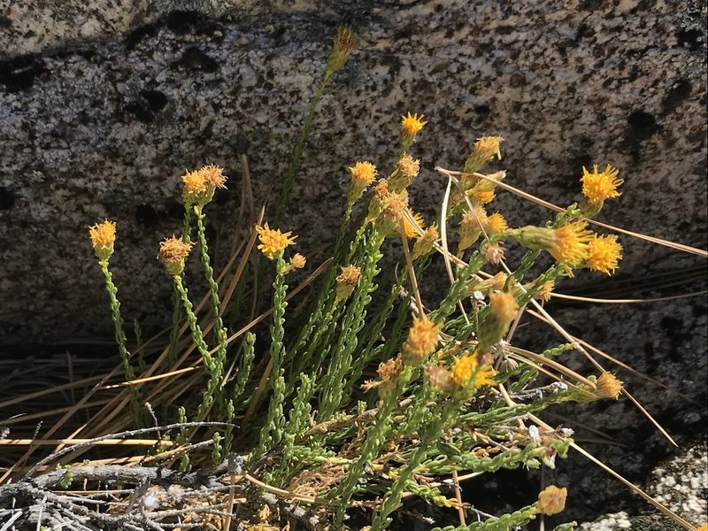 Ericameria martirensis, photographed by Sula Vanderplank