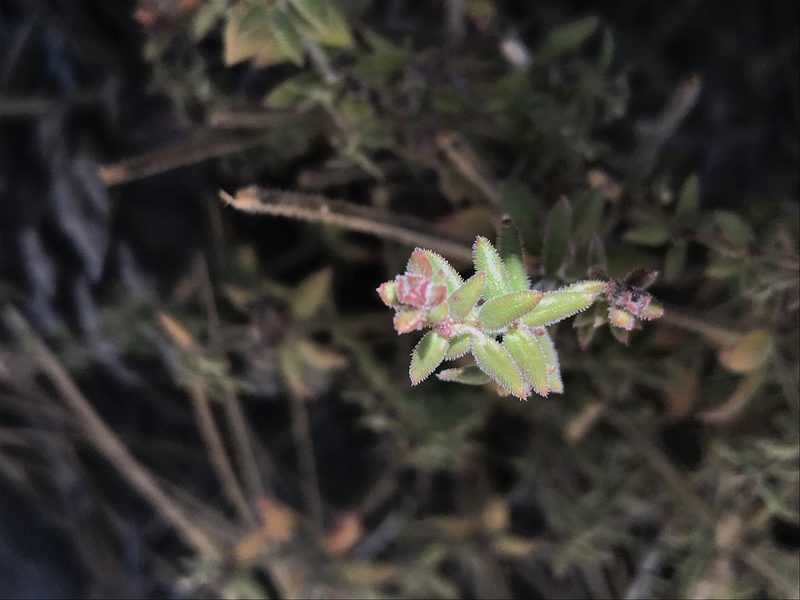 Trichogalium martirense, photographed by Sula Vanderplank