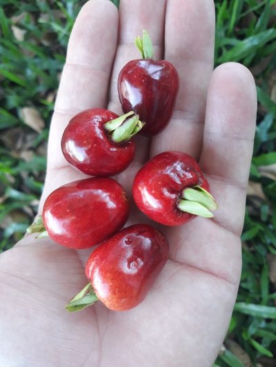 Eugenia involucrata, photographed by Edson Luis Fabro Gasperin