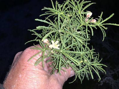 Choisya dumosa, photographed by CK2AZ