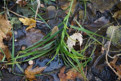 Carex muskingumensis, photographed by Mike B