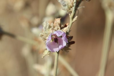 Malacothamnus enigmaticus