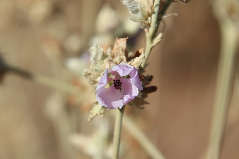 Malacothamnus enigmaticus, photographed by Millie Basden
