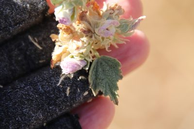 Malacothamnus enigmaticus, photographed by Millie Basden