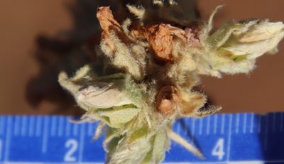 Malacothamnus enigmaticus, photographed by Millie Basden