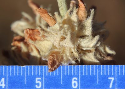 Malacothamnus enigmaticus, photographed by Millie Basden