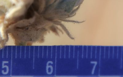 Malacothamnus enigmaticus, photographed by Millie Basden