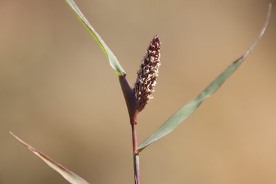 Sporobolus schoenoides, photographed by Millie Basden