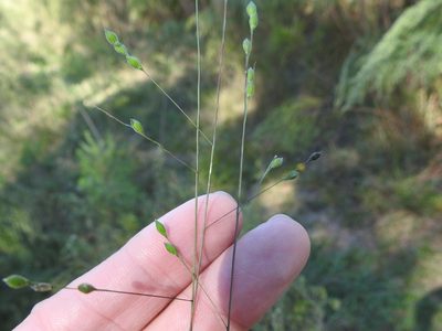 Kellochloa brachyantha, photographed by Sam Kieschnick