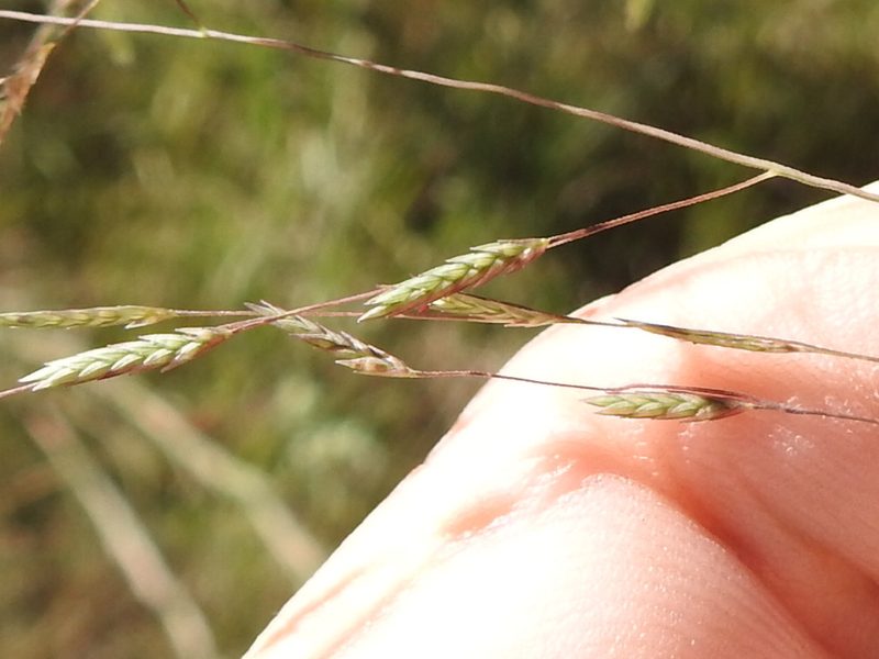 Eragrostis refracta, photographed by Sam Kieschnick