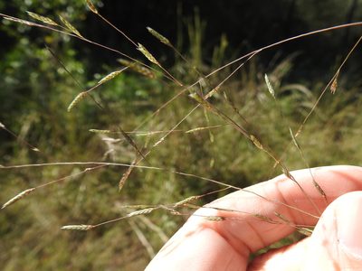 Eragrostis refracta, photographed by Sam Kieschnick