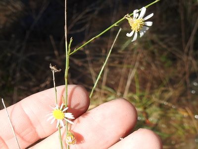 Boltonia diffusa, photographed by Sam Kieschnick