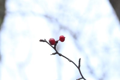 Ilex montana, photographed by Garrett Taylor