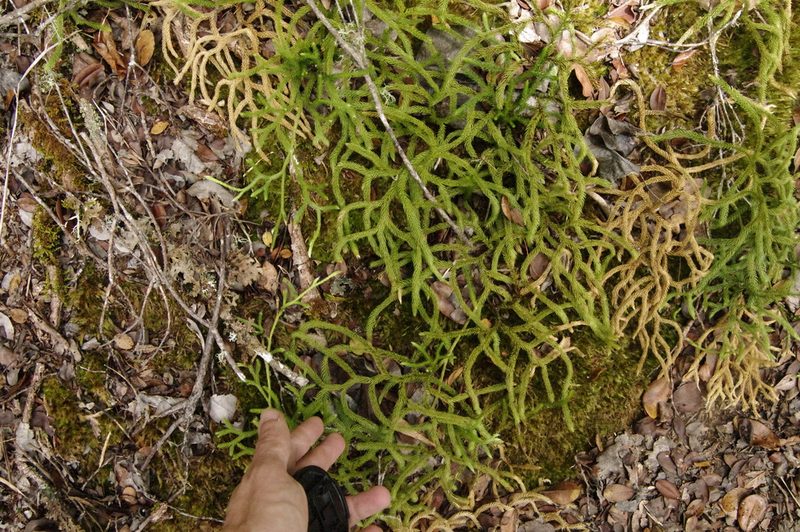 Lycopodium venustulum, photographed by Eric Knight