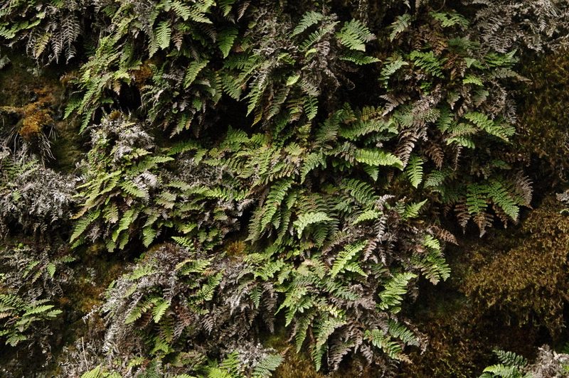 Sadleria unisora, photographed by Eric Knight