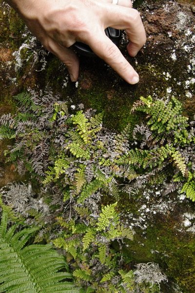 Sadleria unisora, photographed by Eric Knight
