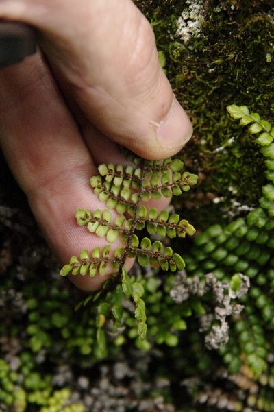 Sadleria unisora, photographed by Eric Knight