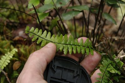 Asplenium normale, photographed by Eric Knight