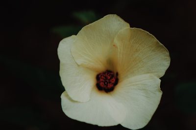 Hibiscus acicularis, photographed by Claudio Cantú Muñiz