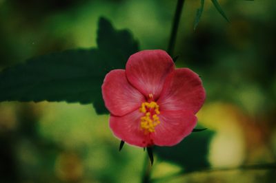 Hibiscus phoeniceus, photographed by Claudio Cantú Muñiz