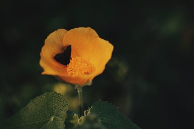 Abutilon hypoleucum, photographed by Claudio Cantú Muñiz