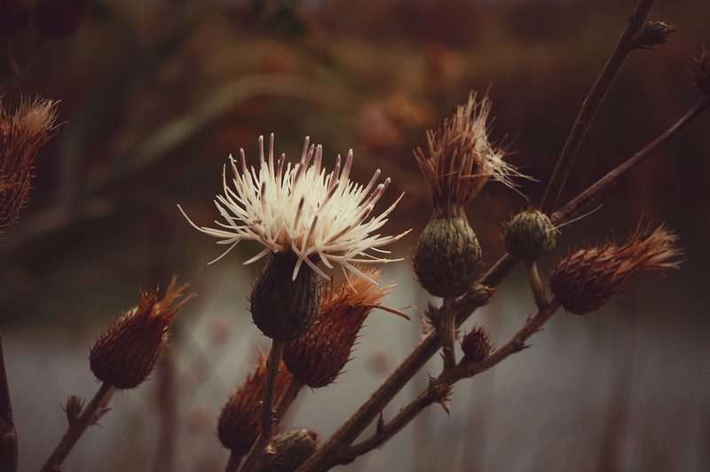 Cirsium coahuilense, photographed by Claudio Cantú Muñiz
