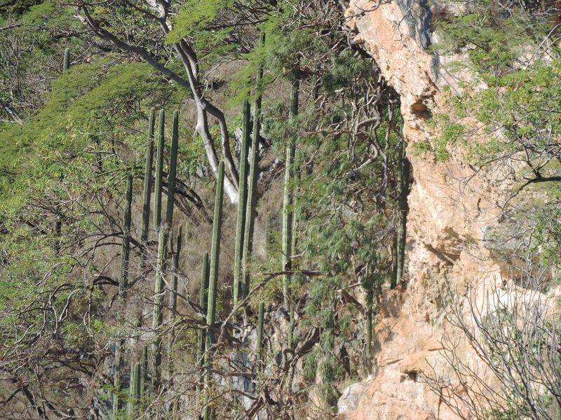 Cephalocereus mezcalaensis, photographed by Sandino Guerrero