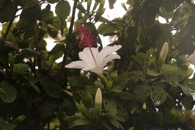 Hibiscus waimeae, photographed by Eric Knight
