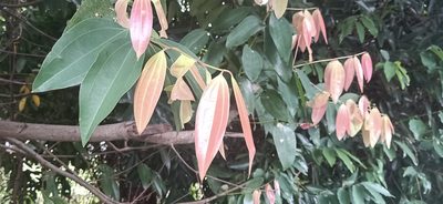 Cinnamomum iners, photographed by Ong Jyh Seng