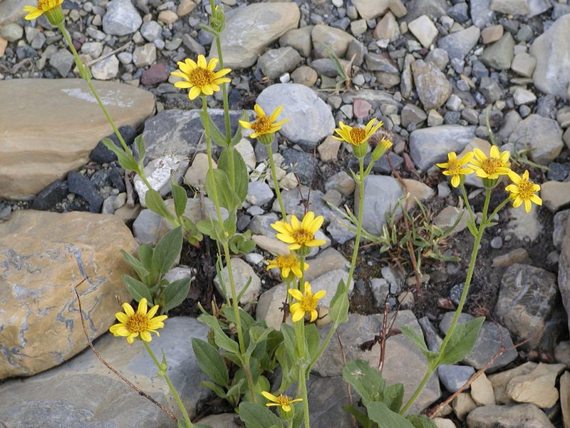 Arnica gracilis, photographed by Mike Duran