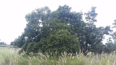 Diospyros sandwicensis, photographed by cwarneke