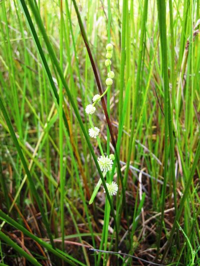 Sparganium subglobosum, photographed by nick_goldwater