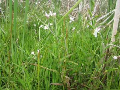 Epilobium pallidiflorum, photographed by nick_goldwater