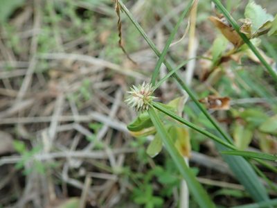 Cyperus brevifolioides, photographed by Yoshihiro Tokue