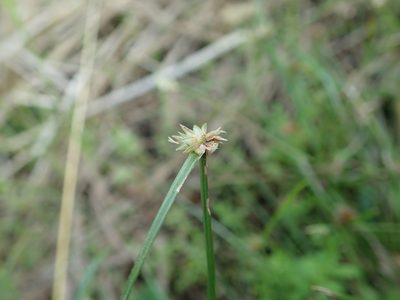 Cyperus brevifolioides, photographed by Yoshihiro Tokue