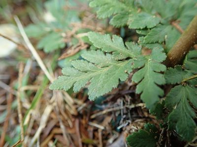 Sceptridium ternatum, photographed by Yoshihiro Tokue