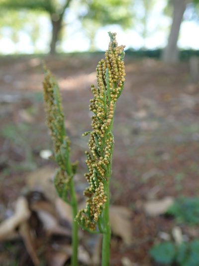Sceptridium ternatum, photographed by Yoshihiro Tokue