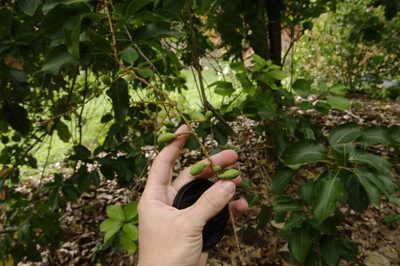 Sapindus oahuensis, photographed by Eric Knight