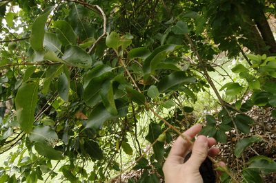 Sapindus oahuensis, photographed by Eric Knight