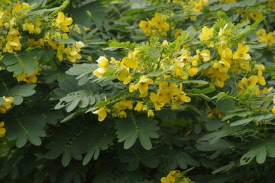 Senna surattensis, photographed by Eric Knight