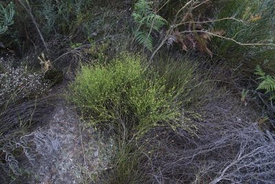 Thesium paniculatum, photographed by Tony Rebelo