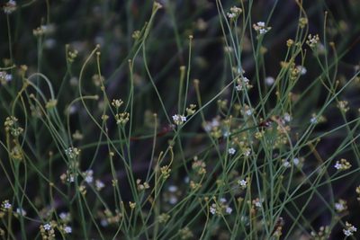Thesium paniculatum, photographed by Tony Rebelo