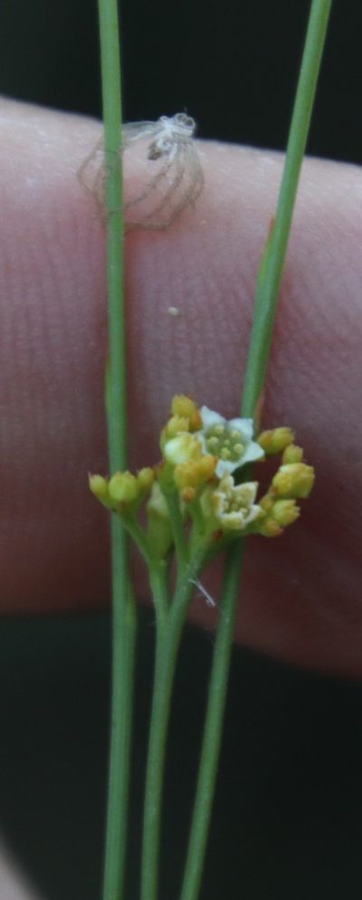 Thesium paniculatum, photographed by Tony Rebelo